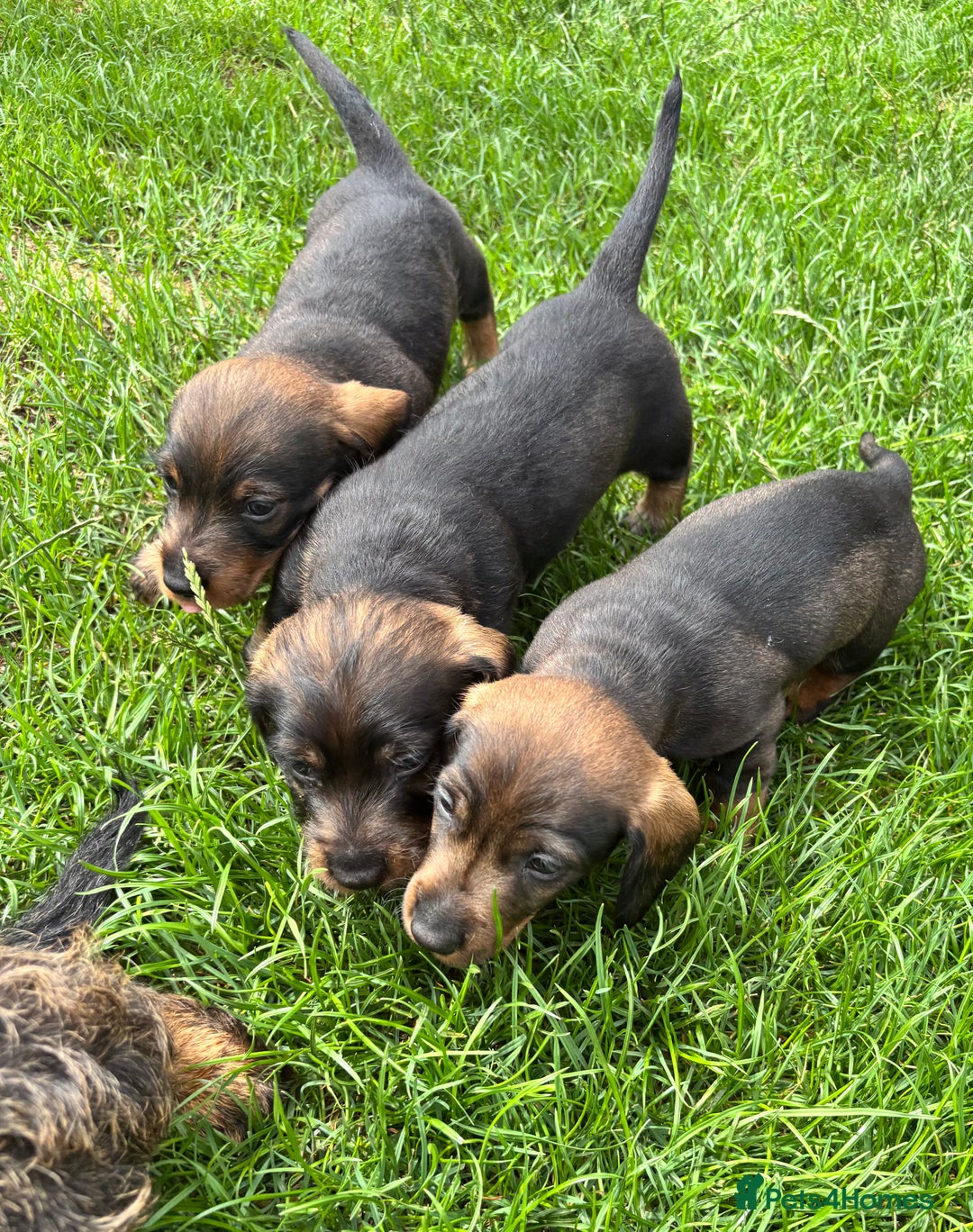 Dachshund dogs for sale: Wirehaired dachshund (Teckel) puppies - Image 11