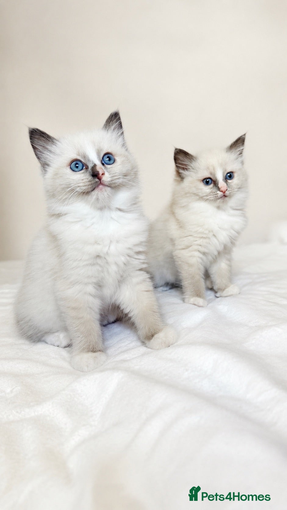 Ragdoll cats ✨GCCF REGISTERED RAGDOLLS CHAMPION BLOODLINES - Advert 3