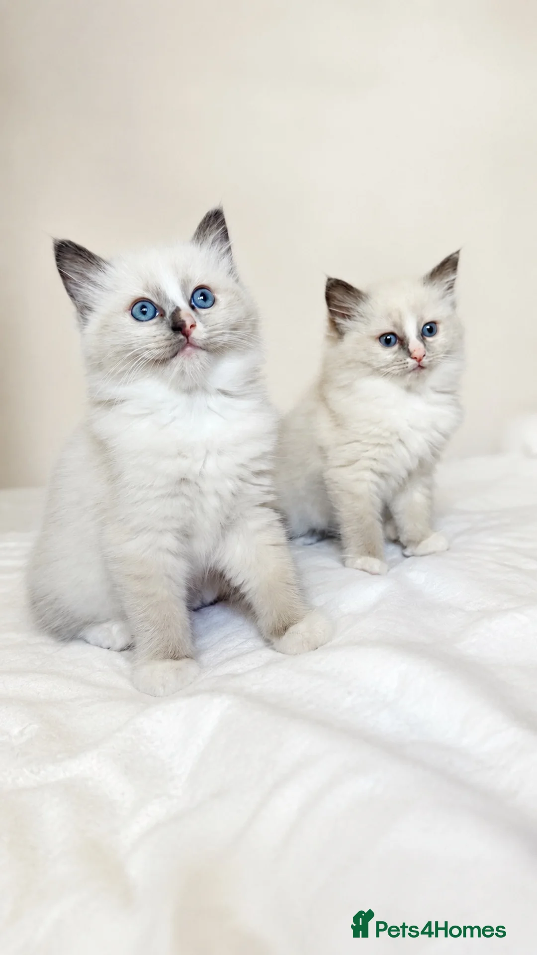 Ragdoll cats for sale: ✨GCCF REGISTERED RAGDOLLS CHAMPION BLOODLINES - Advert 1