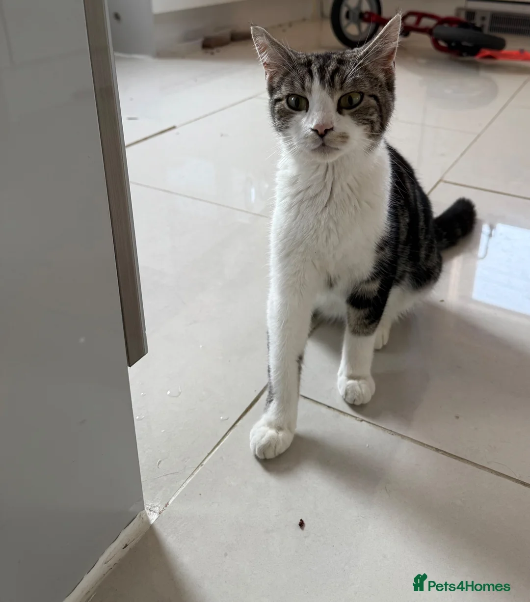 Mixed Breed cats for sale: Beautiful coloured kittens for sale  - Advert 18