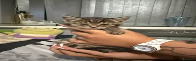 Kitten 3