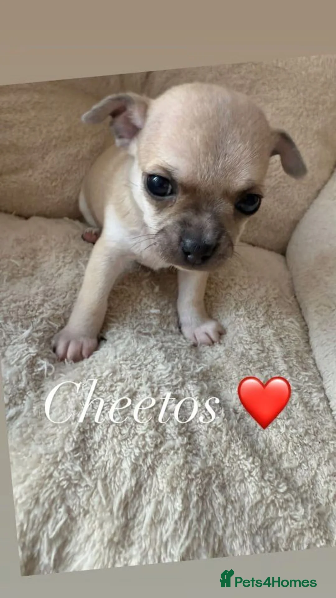 Chihuahua dogs for sale: Adorable Chihuahua Puppies – 2 Boys, 1 Girl - Advert 2