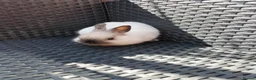 Netherland Dwarf rabbits for sale: Netherland dwarf  in Manchester - Advert 2