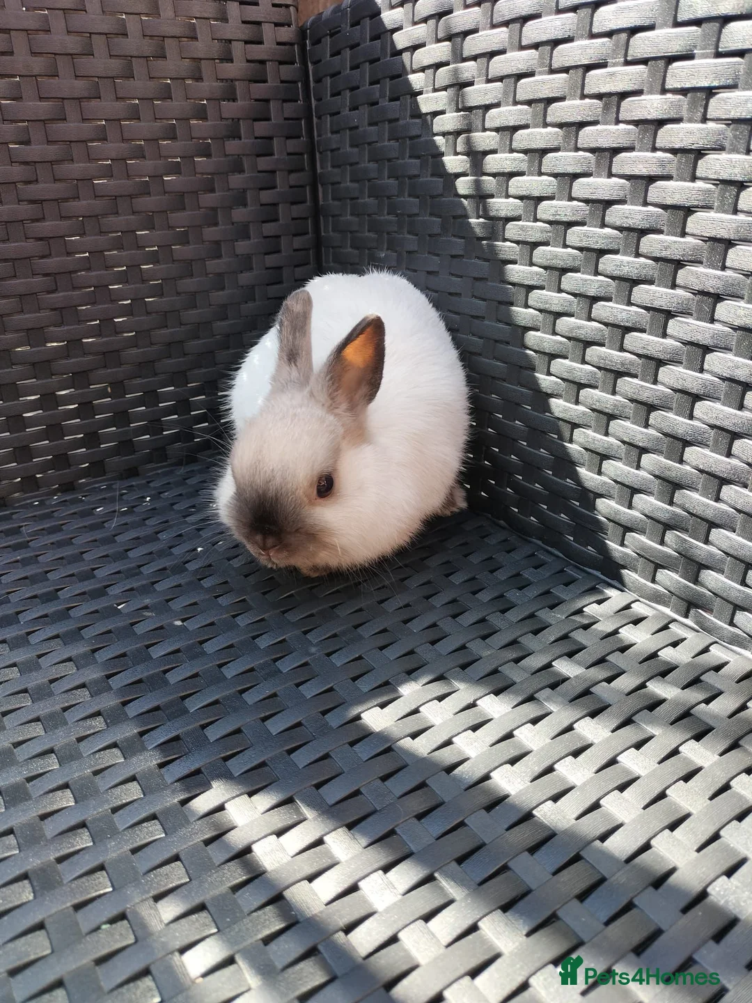 Netherland Dwarf rabbits for sale: Netherland dwarf  in Manchester - Advert 2