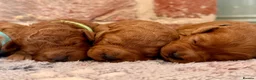Cavapoo dogs for sale: F1b males 🐾 - Advert 5