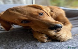 Golden Retriever dogs for sale: Waiting list closed in Nottingham - Image 2