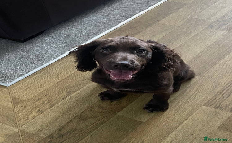 Sprocker dogs - Advert 15