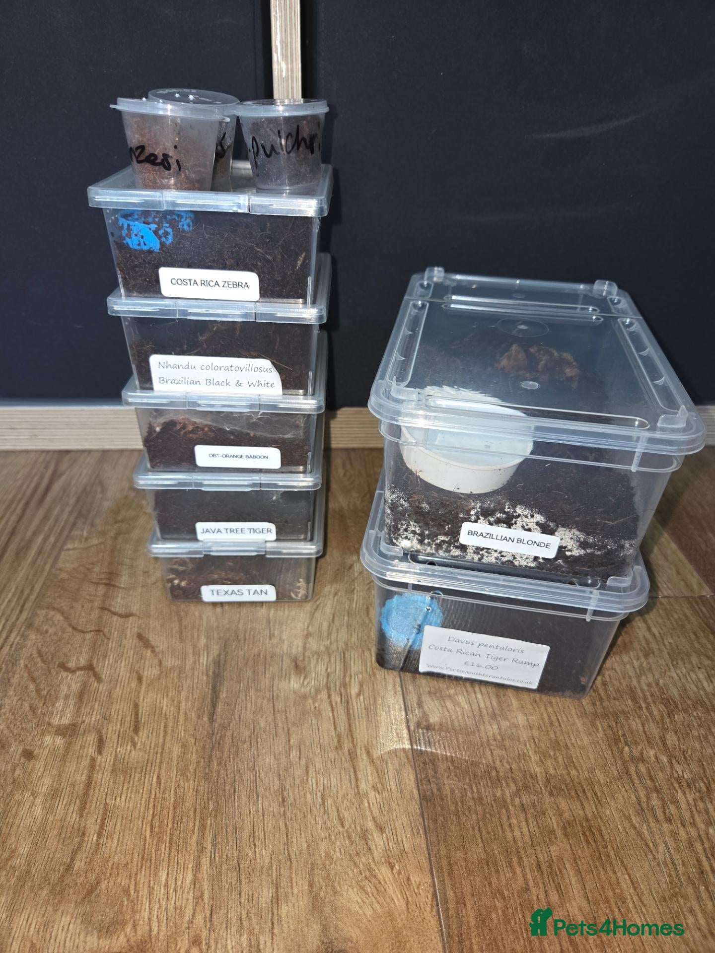 Tarantulas invertebrates for sale: Tarantula slings and juviniles - Advert 1