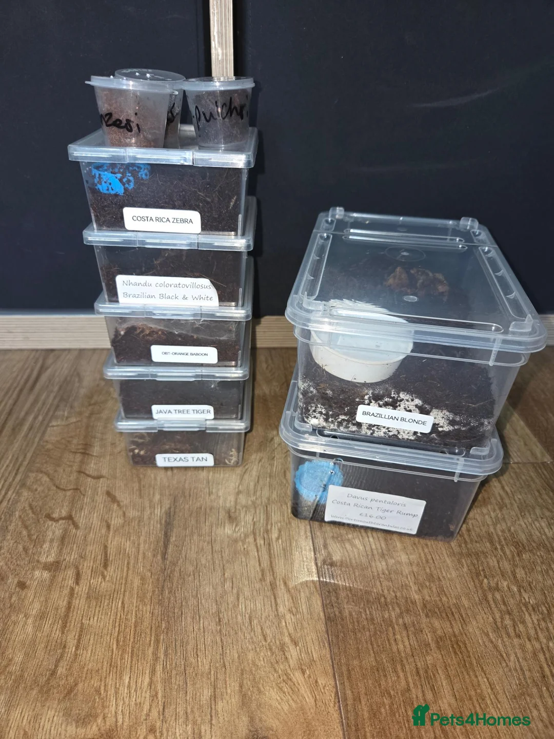 Tarantulas invertebrates for sale: Tarantula slings and juviniles in Bristol - Advert 1