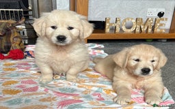 Golden Retriever dogs for sale: Golden retriever puppies  - Image 13