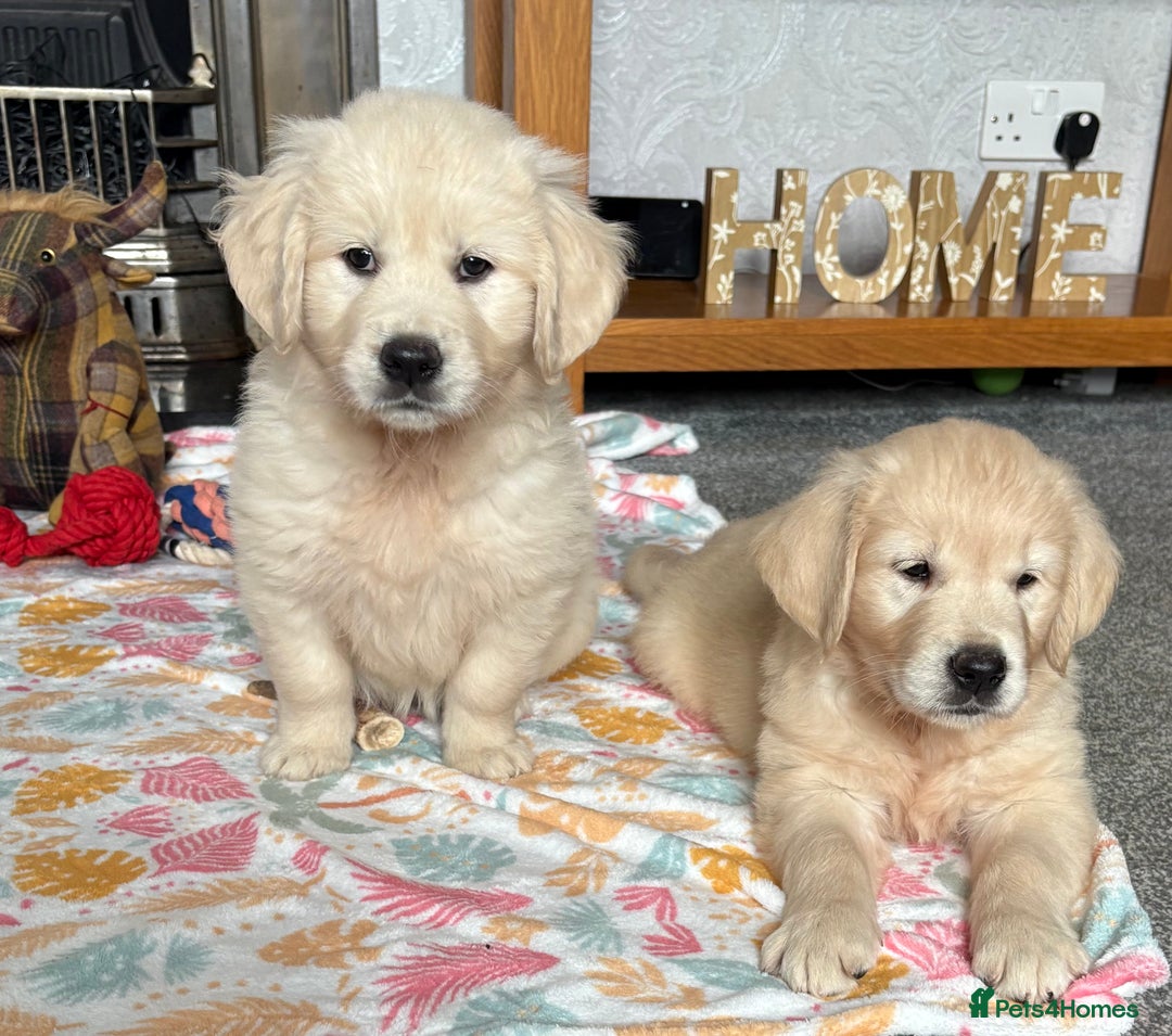 Golden Retriever dogs for sale: Golden retriever puppies  - Image 13