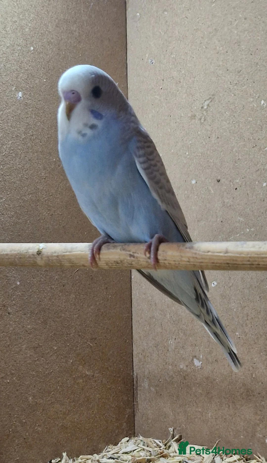 Budgerigars birds for sale: Baby budgies - Budgies - Advert 5