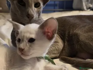 Oriental cats Stunning GCCF Lilac Siamese Kittens. One Boy Left. - Advert 15