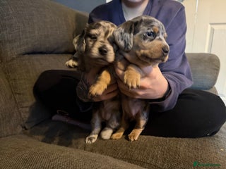 Dachshund dogs - Advert 3