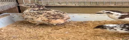 Quail poultry for sale: Quail Hatching eggs 🥚  - Advert 10