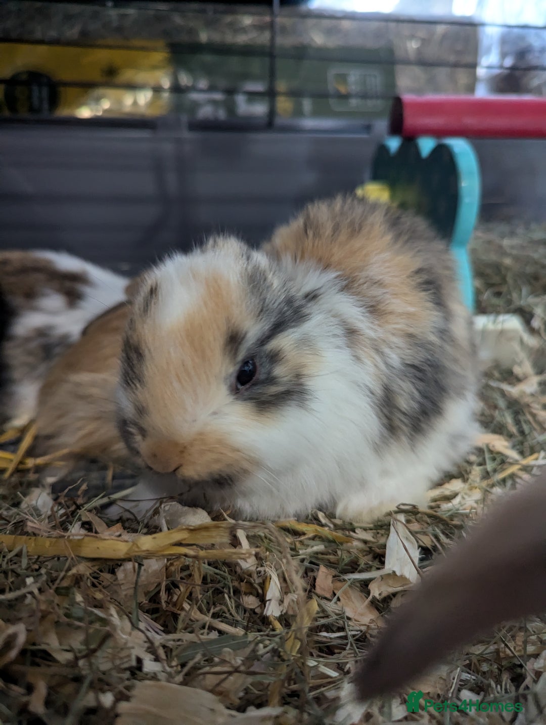Mixed Breed rabbits for sale:  rabbits - Advert 6