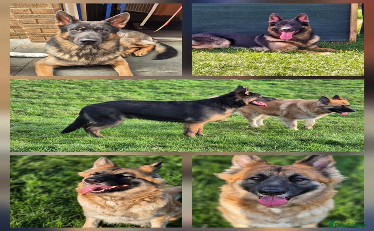 German Shepherd dogs - Advert 2
