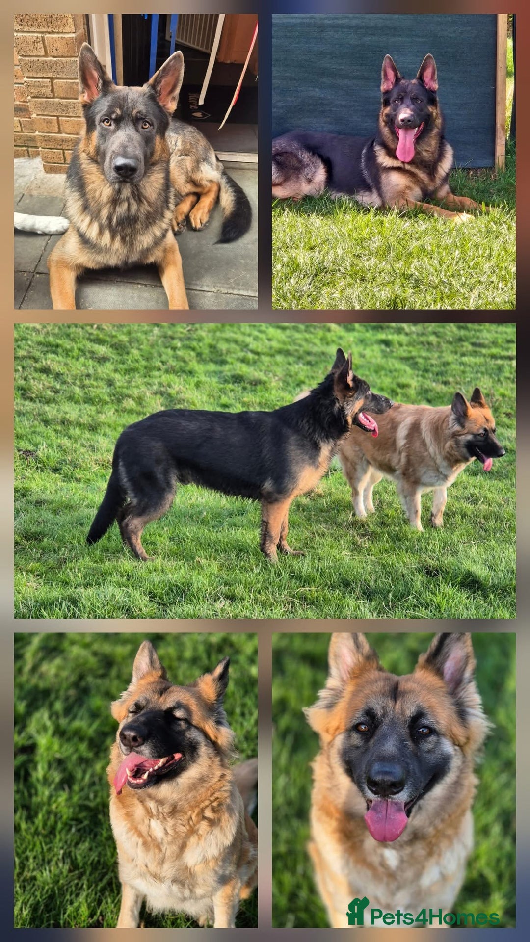 German Shepherd dogs for sale: German shepherd puppies - Image 1