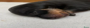 Dachshund 5