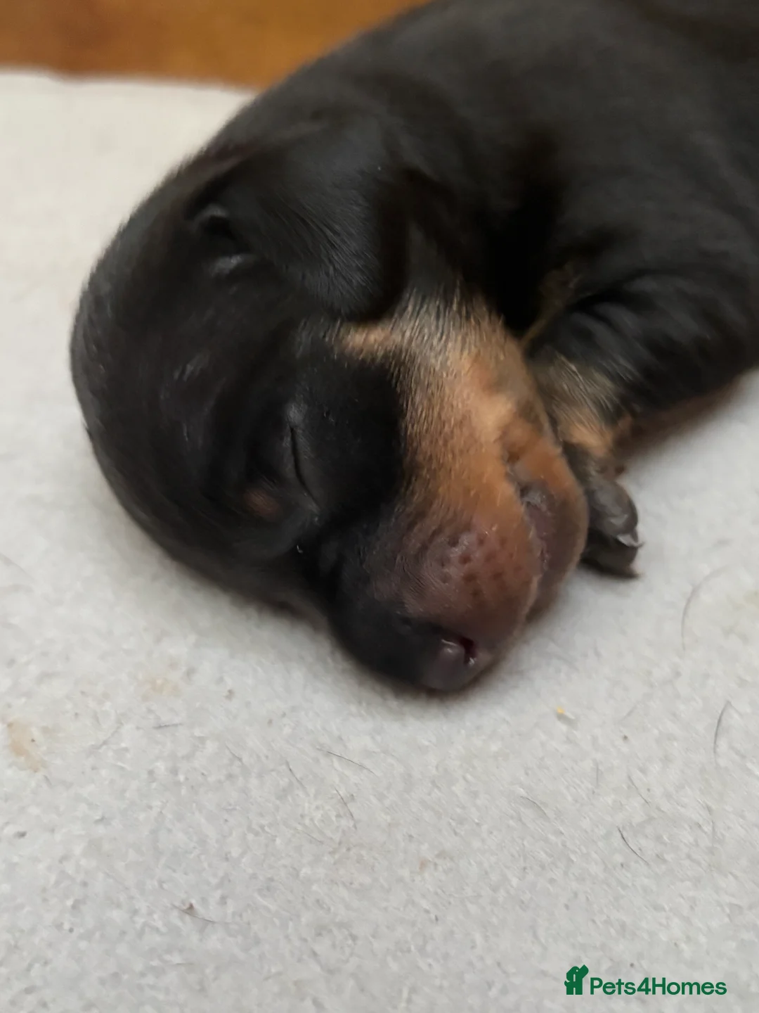 Dachshund dogs for sale: Beautiful dachshund puppies - Advert 2
