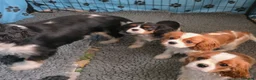 Cavalier King Charles Spaniel dogs for sale: Only 3 puppies left ,1 tri and 1x blenheim girls - Advert 3