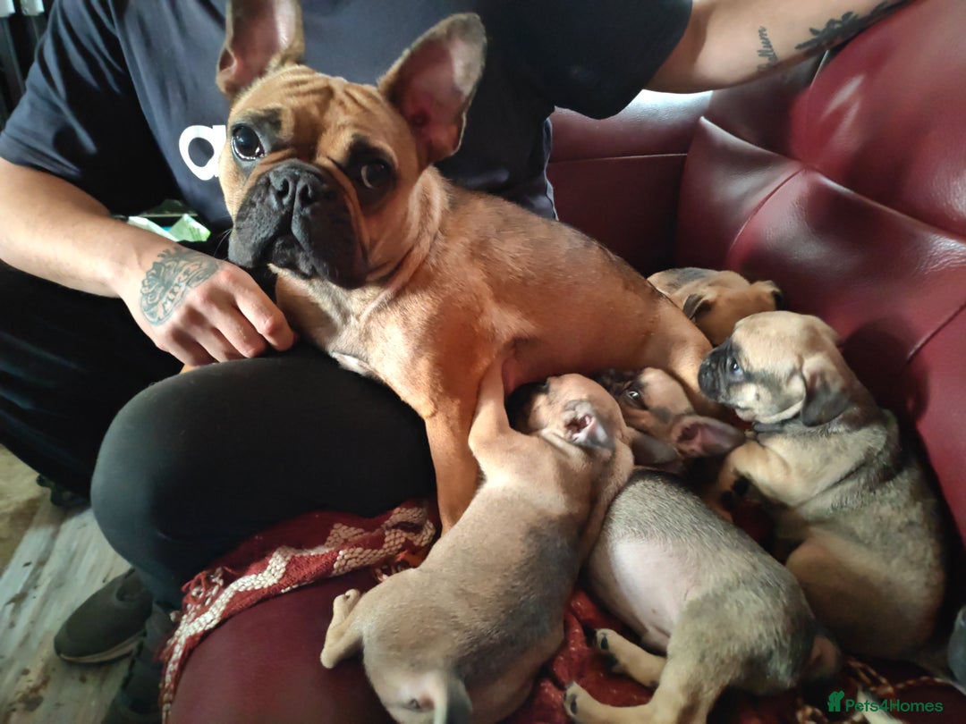 Frug dogs for sale: Frug puppies for sale - Image 3