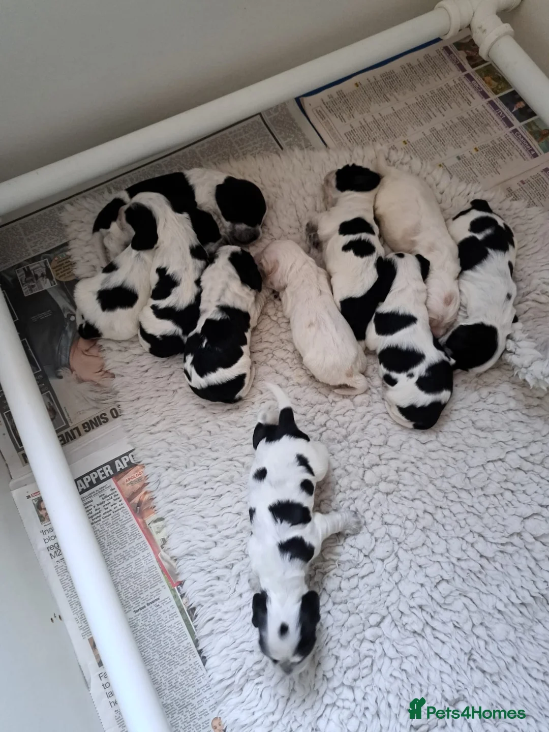 Cocker Spaniel dogs for stud: Show Cocker, Blue Roan and Tan (Stud Service Only) in Doncaster - Advert 12