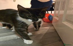 Maine Coon cats for sale:  maincoon x  - Image 1