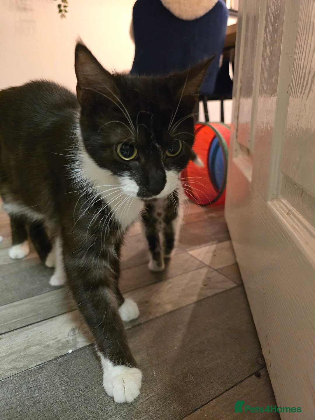 Maine Coon cats for sale:  maincoon x  - Image 1