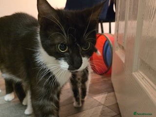 Maine Coon cats for sale - Advert 1