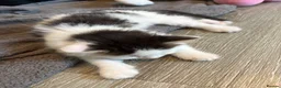 Mixed Breed cats for sale: Male & Female kittens available now - Advert 4