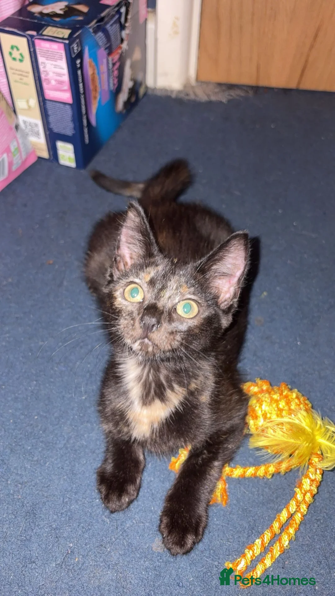 Mixed Breed cats for sale: beautiful tortoise shell female kitten - Advert 2