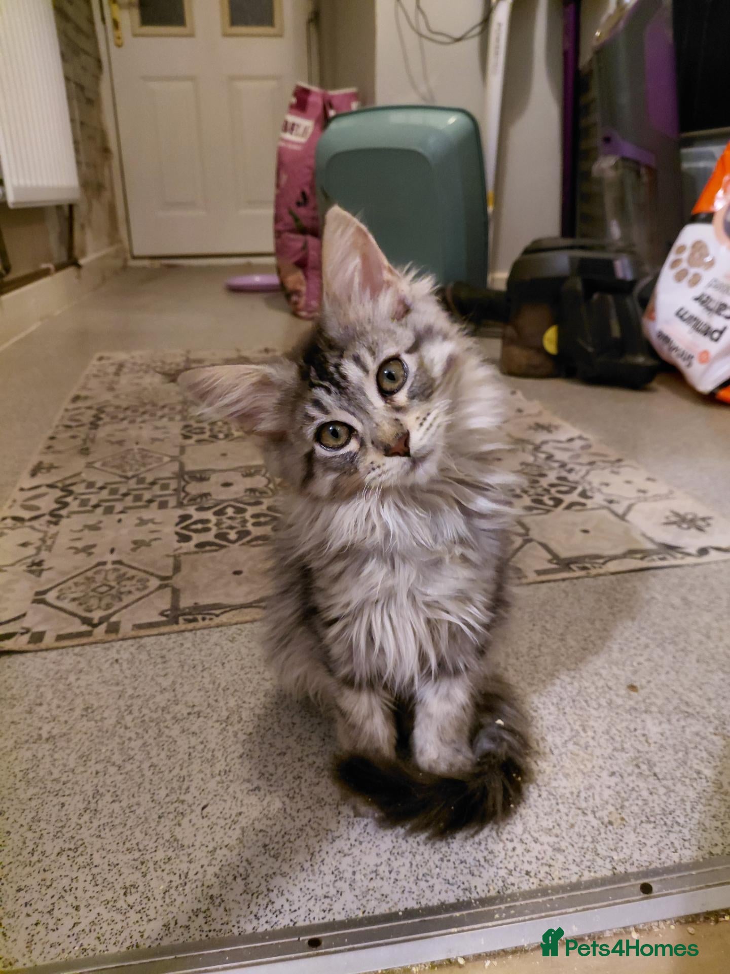 Mixed Breed cats 3/4maine coon x sphynx - Advert 8