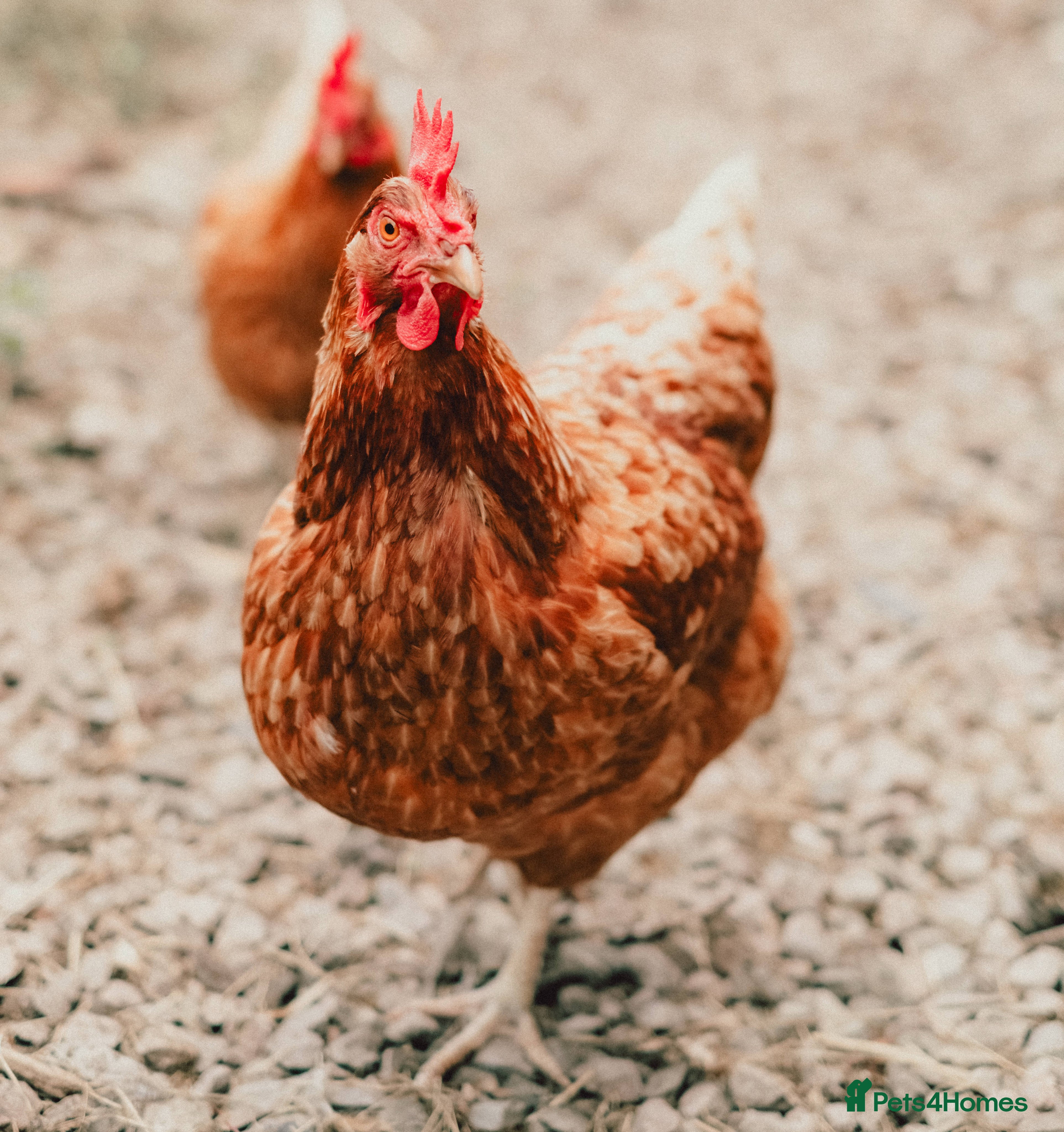 Chickens poultry Warrens POL - Advert 1