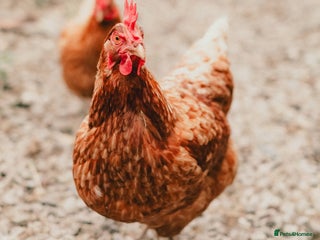 Chickens poultry - Advert 21