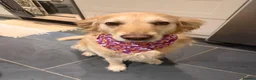 Golden Retriever dogs for sale: Ralph 'The Retriever' Golden Retriever in Chester - Advert 5
