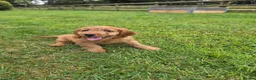Cockapoo dogs for sale: F1 apricot and red Miniature Cockapoo puppies - Advert 5