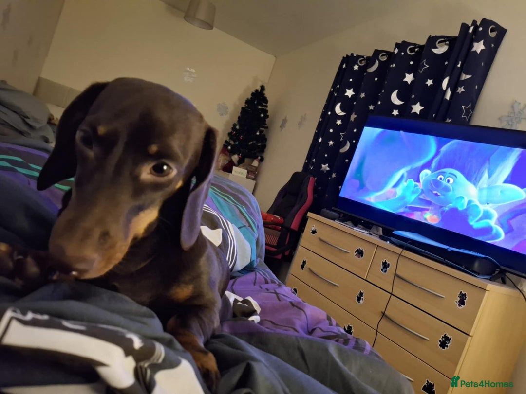 Miniature Dachshund dogs for sale: Winnie miniature dachshund - Advert 12