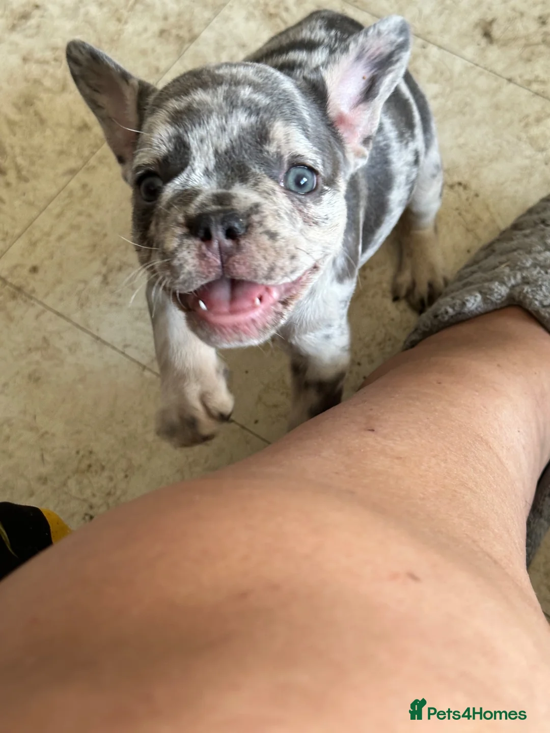 French Bulldog dogs for sale: 1. Boy left. Dwkc Registered  - Advert 2