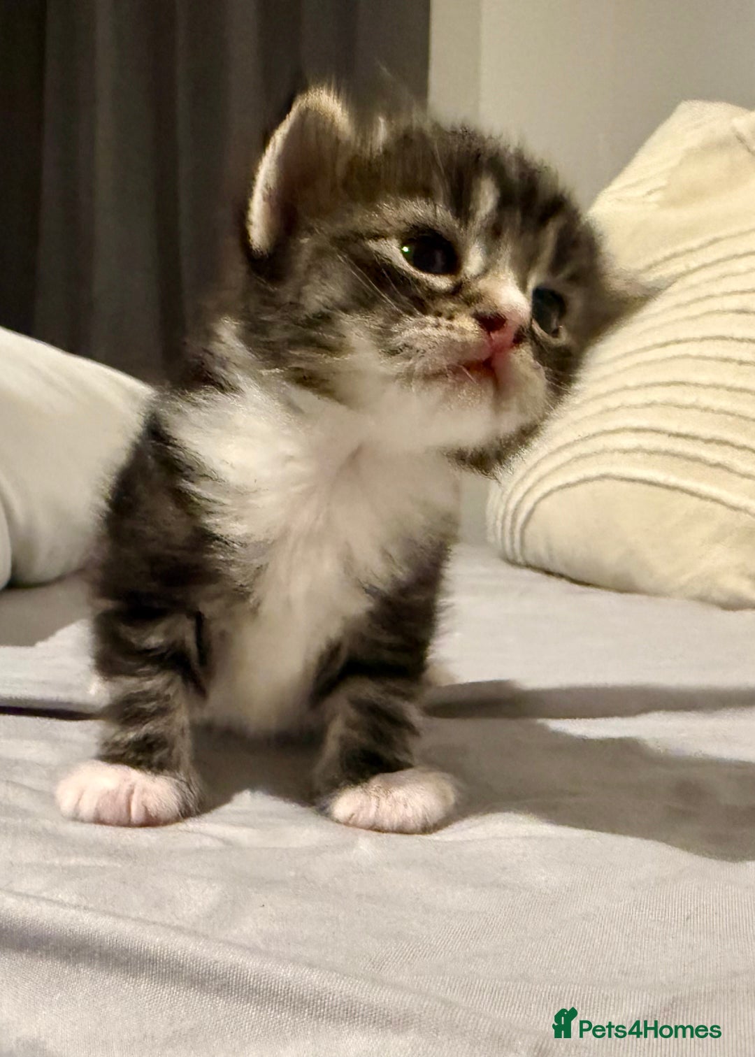 Mixed Breed cats for sale: Stunning Turkish Angora/ domesticShorthairKittens  - Advert 6