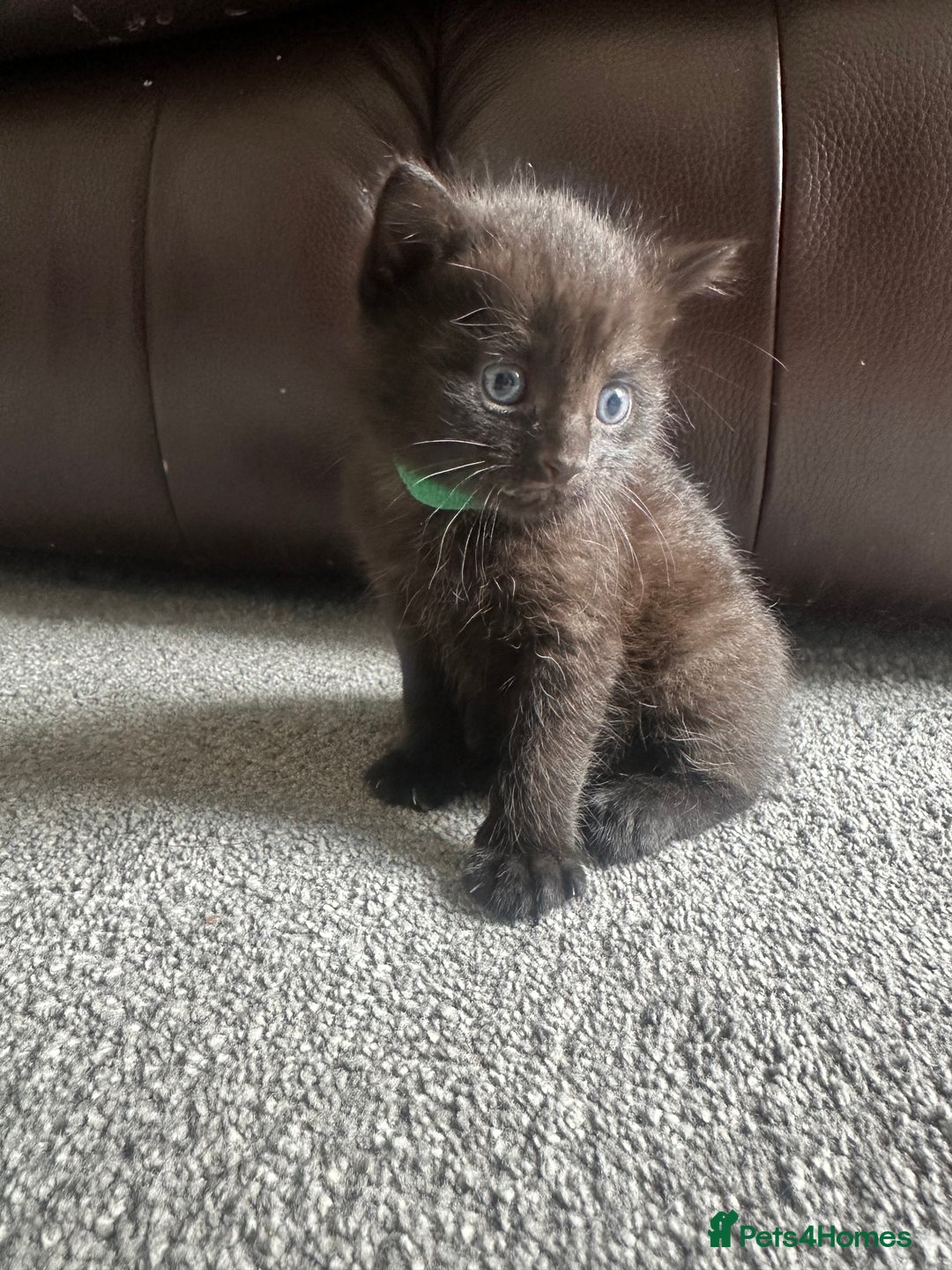 Mixed Breed cats for sale: Beautiful kittens looking for their forever home  - Image 4