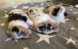 Australian Shepherd dogs for sale: Australian Shepherd puppies - Image 2