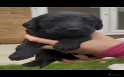 Labradoodle dogs for sale: Labradoodles  - Image 15