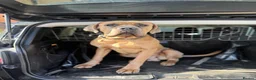 Cane Corso dogs for sale: Formentino 1.5 year old male cane corso  - Advert 3