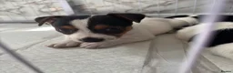 Jack Russell dogs for sale: 8 tradational Jack Russell puppys  - Advert 38