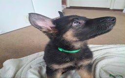German Shepherd dogs for sale: BEAUTIFUL GERMAN SHEPHERD PUPS READY NOW - Image 32