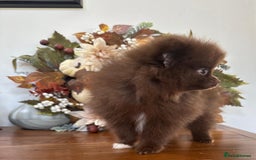 Pomeranian dogs for sale: 🧸🌈 Genuine Teddy Bear Poms Rainbow litter 🌈🧸 - Image 7