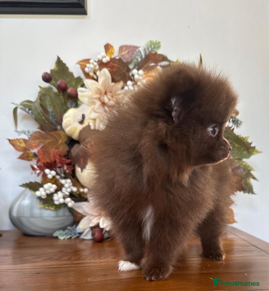 Pomeranian dogs for sale: 🧸🌈 Genuine Teddy Bear Poms Rainbow litter 🌈🧸 - Image 7