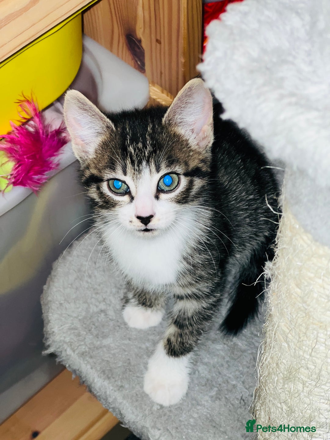 Bengal cats for sale: Beautiful Kittens - Image 4