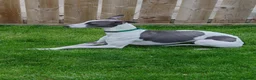 Whippet dogs for stud: Full cream kc and blue white parti kc for stud in Crook - Advert 10